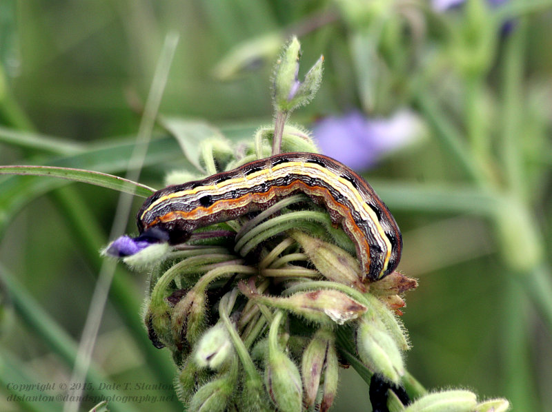 Caterpillar - IMG_8712.JPG