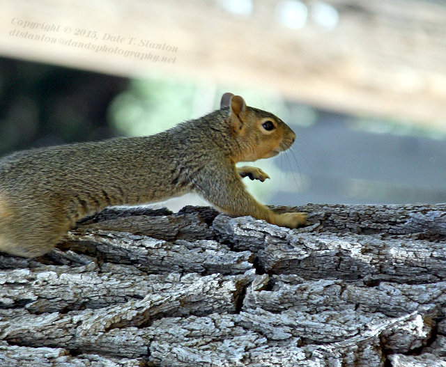 Pointer Squirrel - IMG_7905.JPG