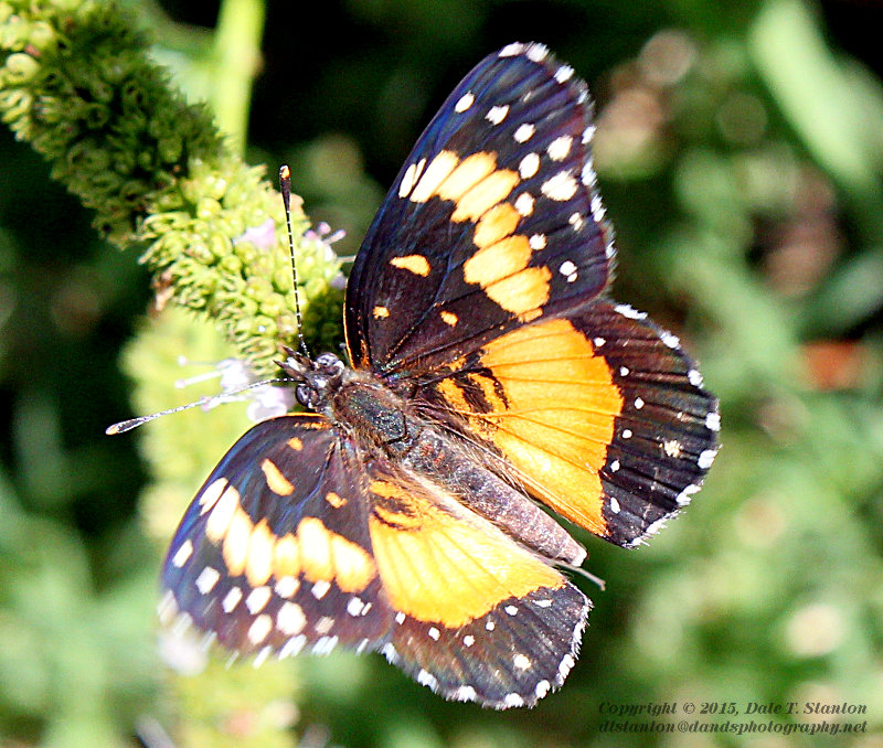 Bordered Patch Butterfly - IMG_8201.JPG