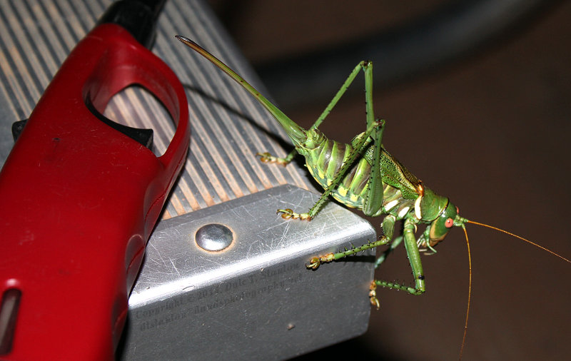 Greater Arid-Land Katydid - IMG_9019.JPG