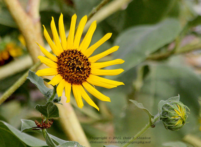 Sunflower - IMG_9162.JPG