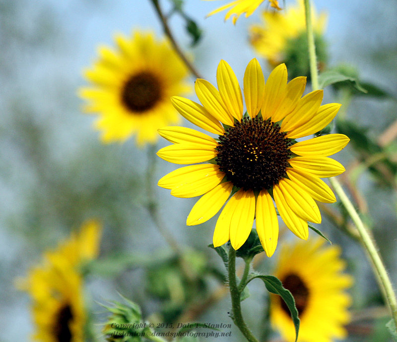 Sunflower Family - IMG_9177.JPG