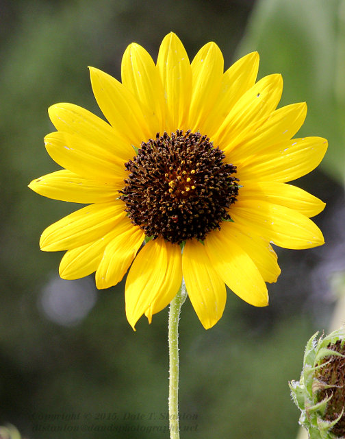 Sunflower Lollipop - IMG_9124.JPG