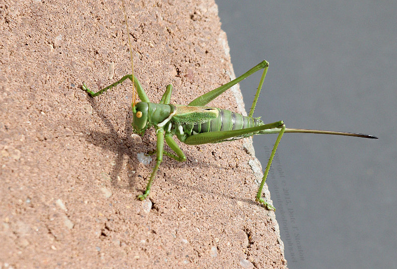 Greater Arid-Land Katydid - IMG_9115.JPG