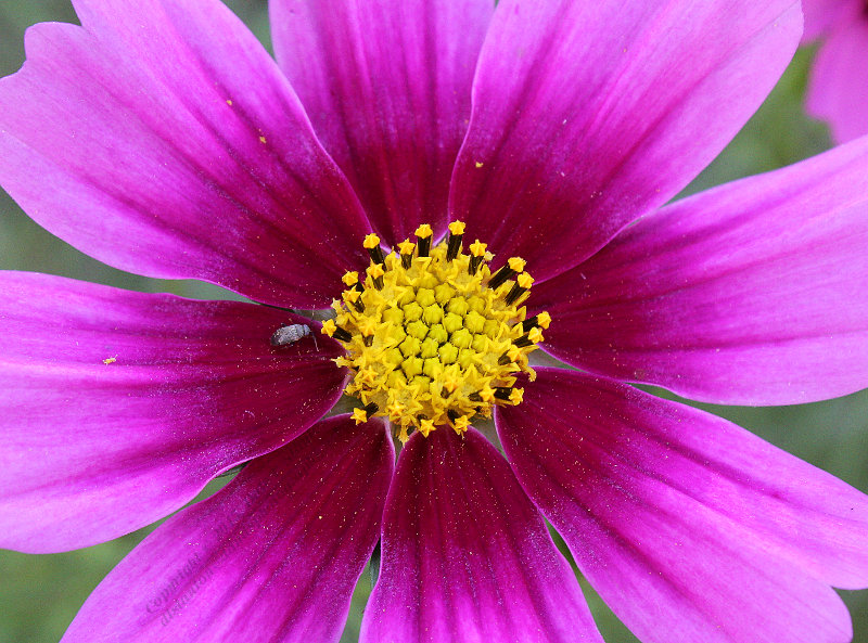 Cosmos - IMG_9583.JPG