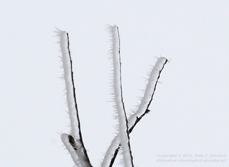 Icy Branches - IMG_0089.JPG