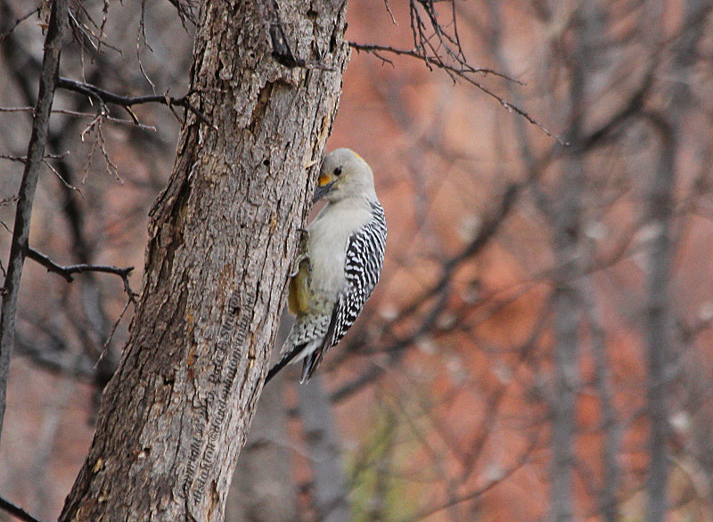 Praying Woodpecker - IMG_0368.JPG