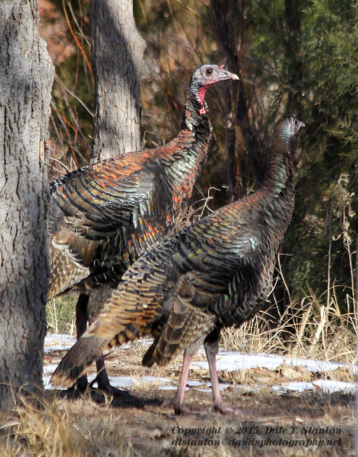 Gobble Gobble - IMG_0699.JPG