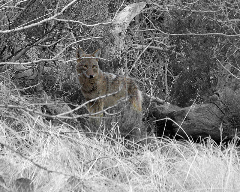 PDC Contest Submission 800 - Coyote - IMG_3846.JPG