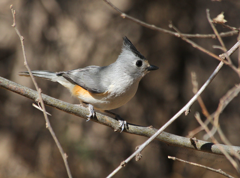 Black Crested Titmouse - IMG_1308.JPG