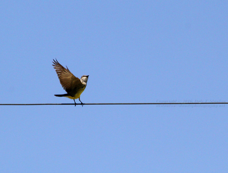 Western Kingbird - IMG_1590.JPG