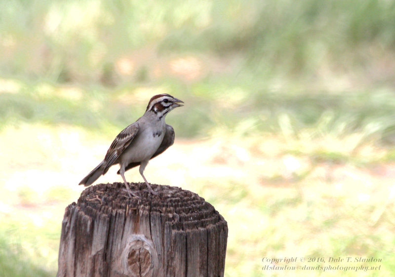 Lark Sparrow - IMG_1679.JPG