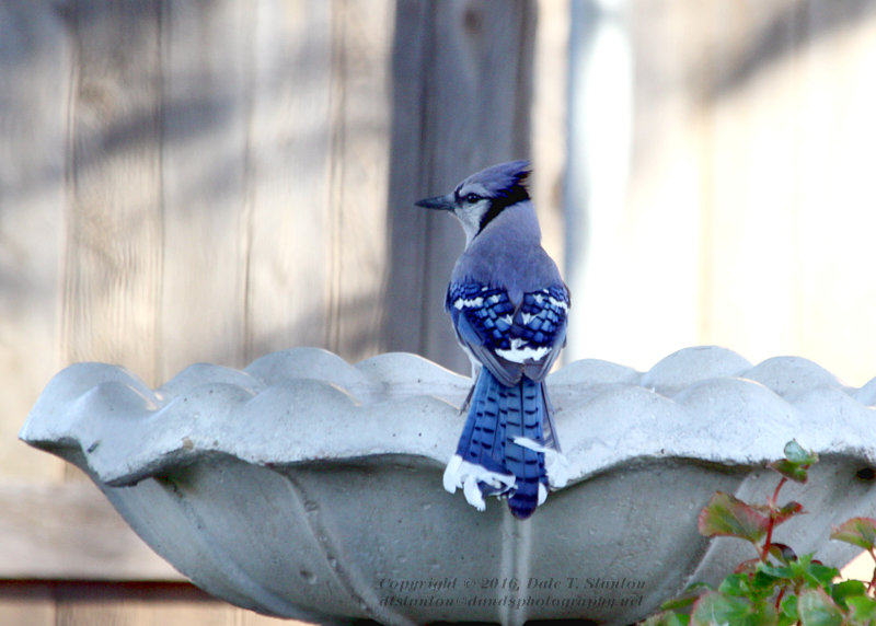 Blue Jay - IMG_1921.JPG