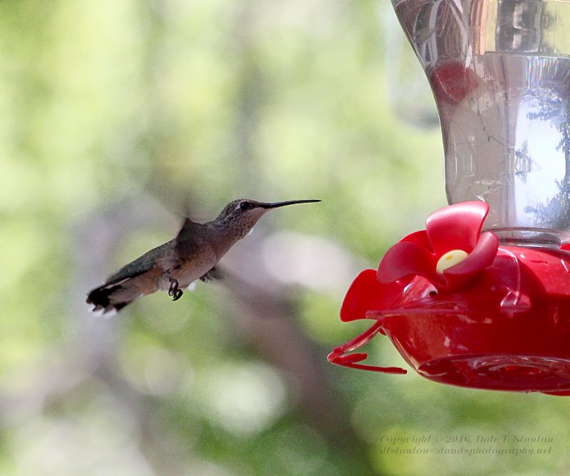 Hummingbird - IMG_2232.JPG