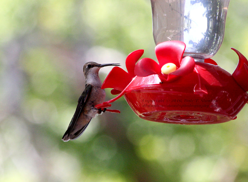 Black-Chinned Hummingbird - IMG_2235.JPG