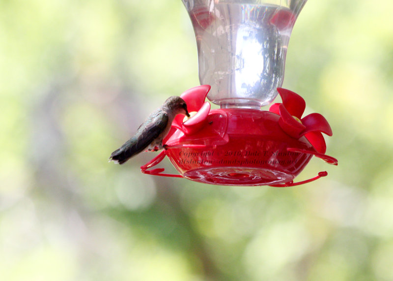 Black-Chinned Hummingbird - IMG_2254.JPG