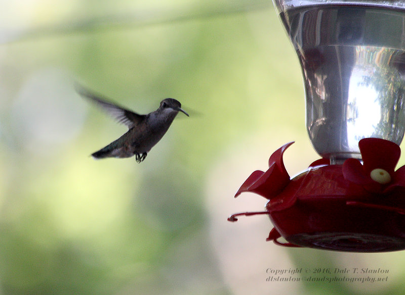 Black-Chinned Hummingbird - IMG_2319.JPG