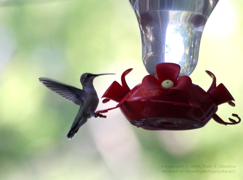 Black-Chinned Hummingbird - IMG_2268.JPG