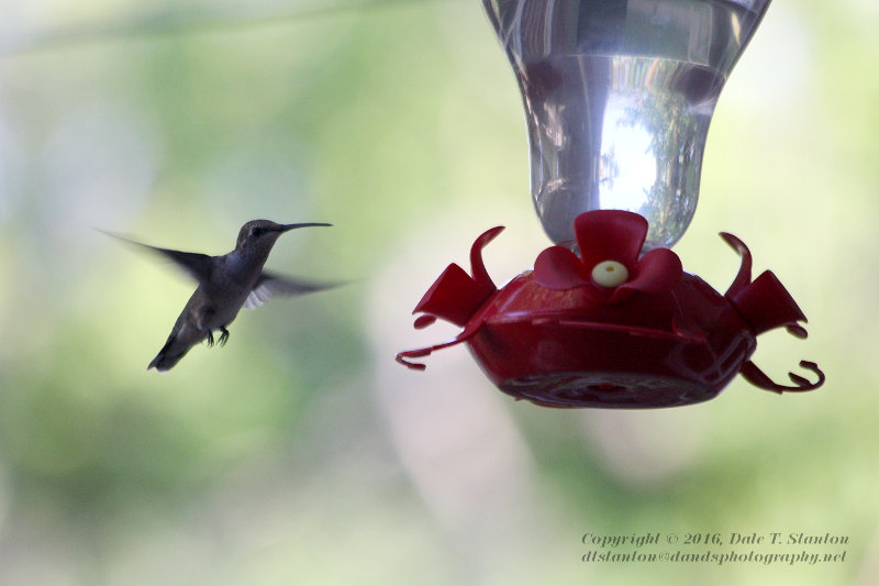 Black-Chinned Hummingbird - IMG_2277.JPG