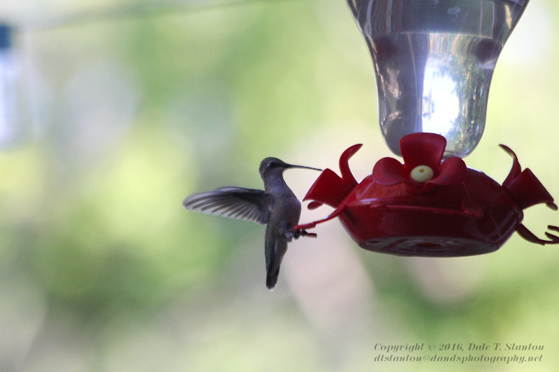 Black-Chinned Hummingbird - IMG_2286.JPG