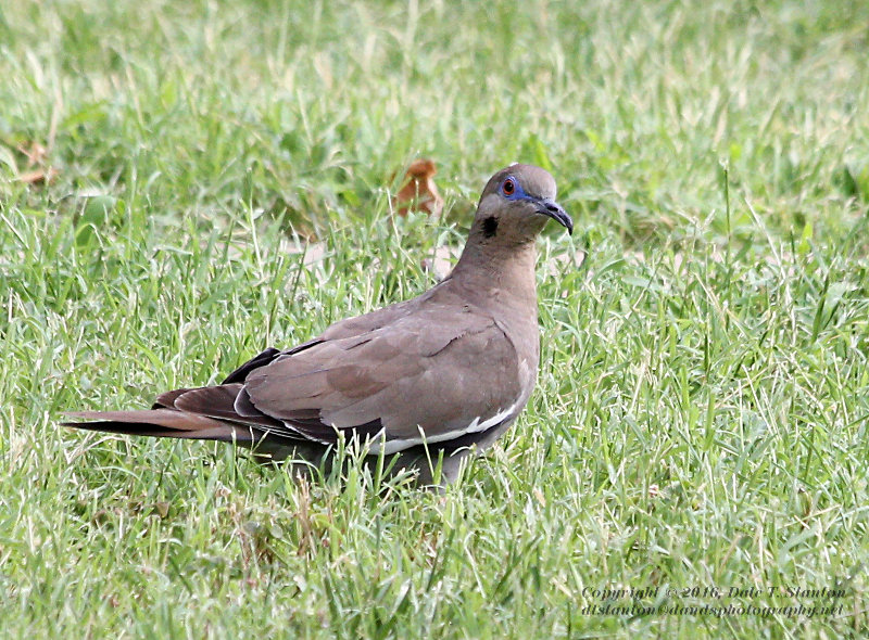 White Winged Dove - IMG_2964.JPG