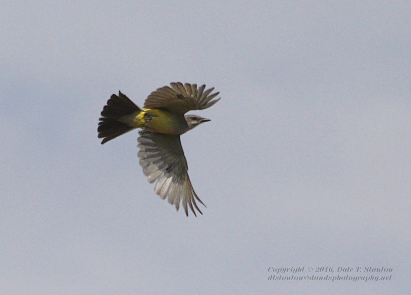 Western Kingbird - IMG_3204.jpg