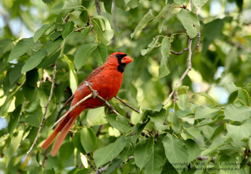 Cardinal - IMG_4915.JPG