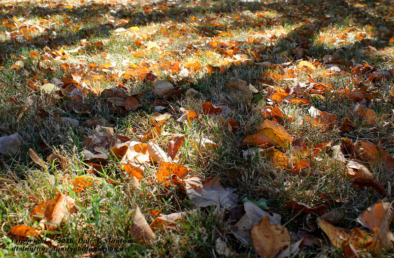 Autumn Leaves - IMG_5768.JPG