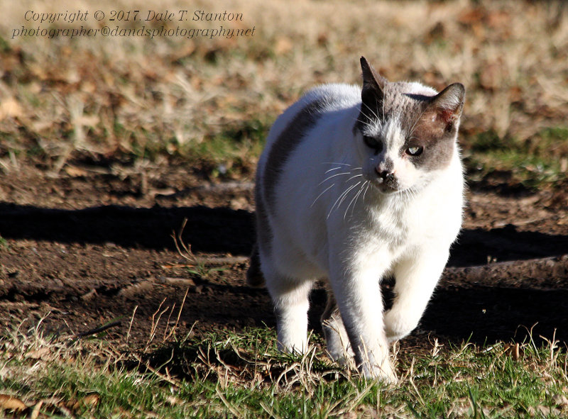 Grumpy - IMG_6503.JPG