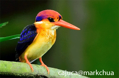  Black-backed Kingfisher (Ceyx erithacus)