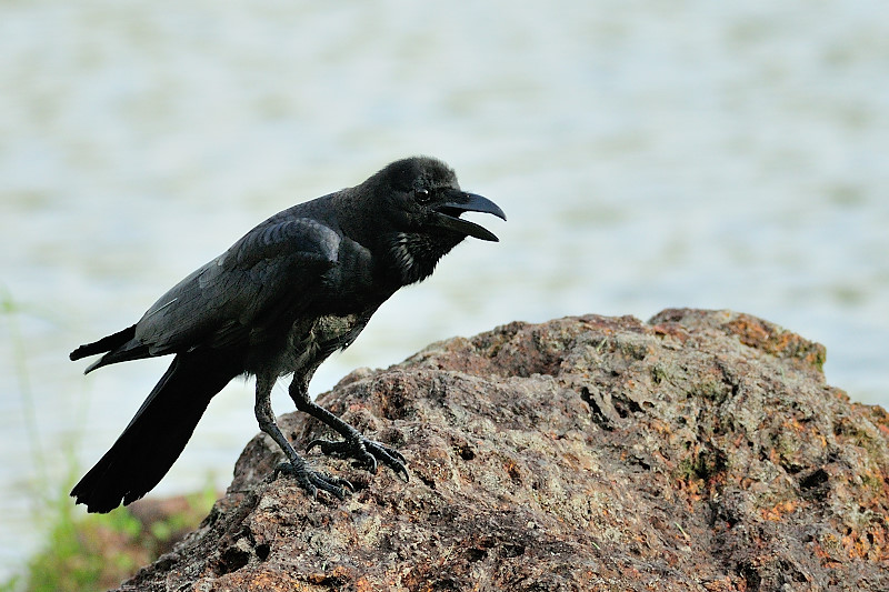 Large-billed Crow (Corvus macrorhynchos)