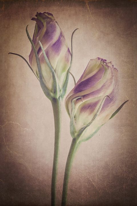 Lisianthus in Bloom