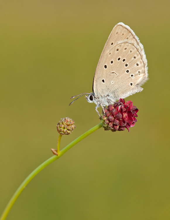 Scarce large Blue / Pimpernelblauwtje