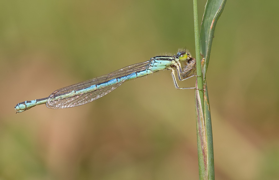 Dainty Damselfly / Gaffelwaterjuffer 