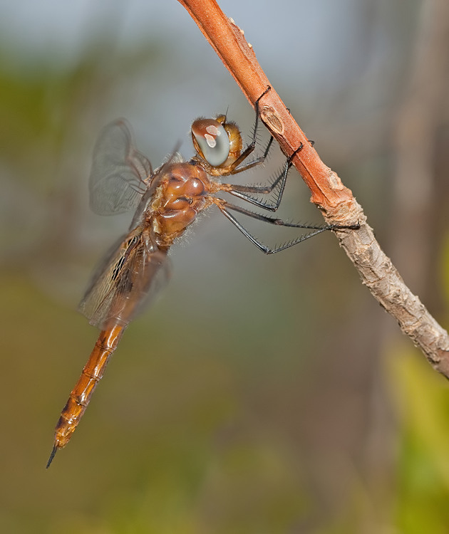 Ferruginous Glider / Tramea limbata