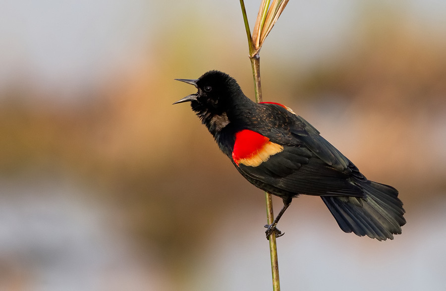 Red-winged Blackbird / Epauletspreeuw