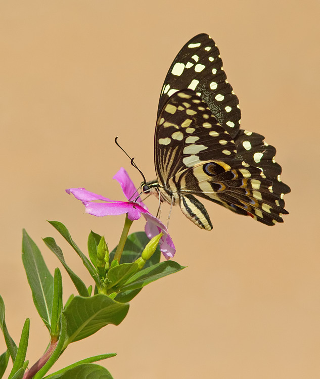Citrus Swallowtail / Lemoenvlinder