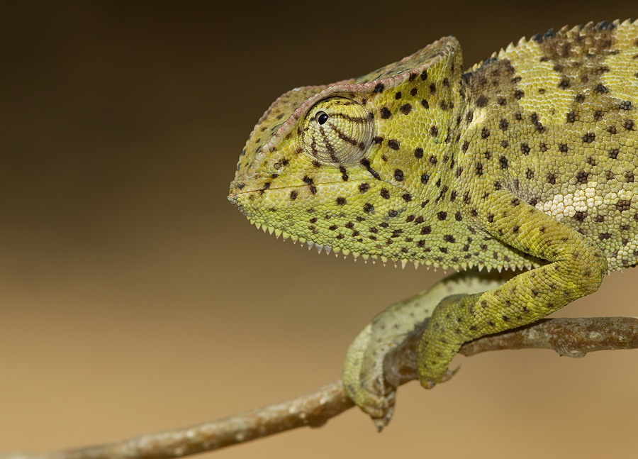Chamaeleo gracilis / Graceful Chameleon