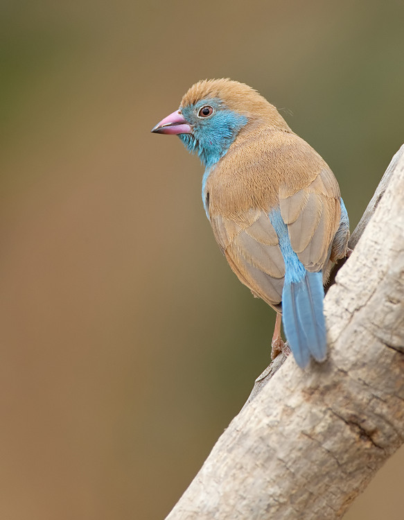 Red-cheeked Cordon-bleu / Blauwfazantje