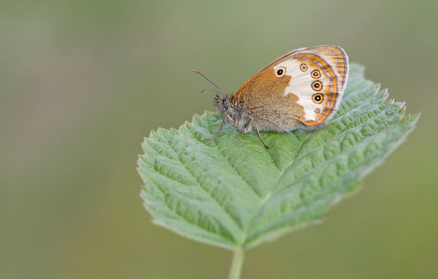 Pearly Heath / Tweekleurig hooibeestje