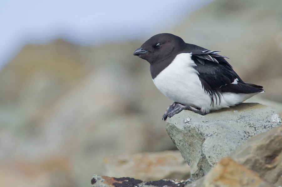 Little Auk / Kleine Alk