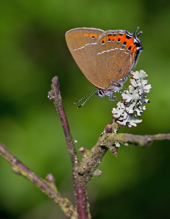 Black-Hairstreak / Pruimenpage