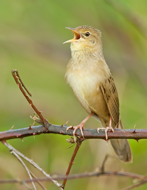 Grasshopper warbler / Sprinkhaanzanger