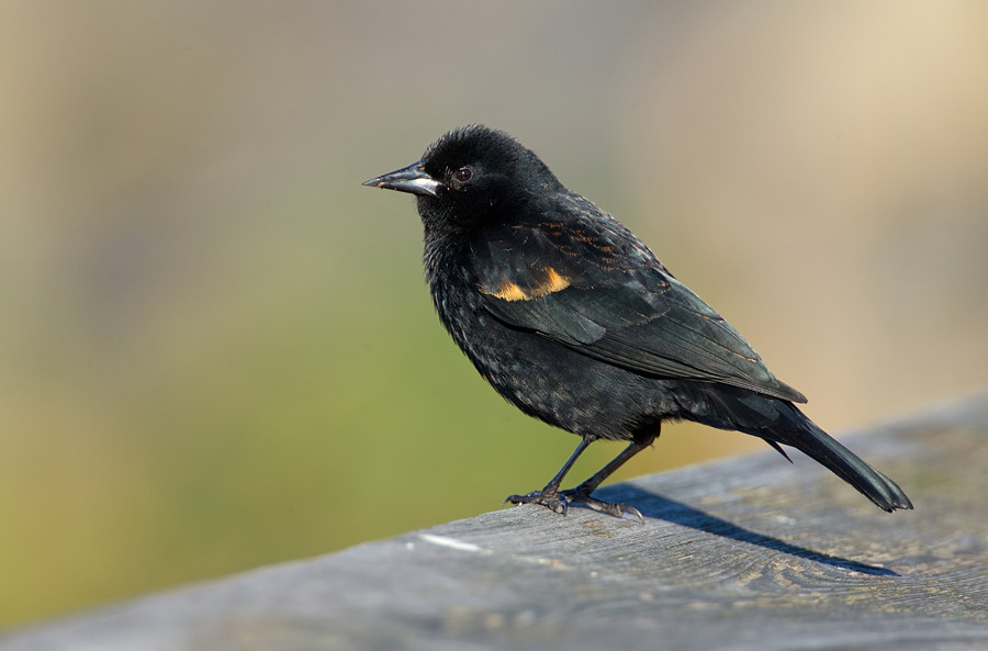 Red-winged Blackbird / Epauletspreeuw