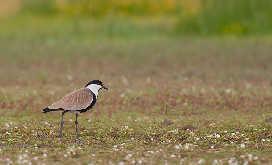 Spur-winged plover / Sporenkievit