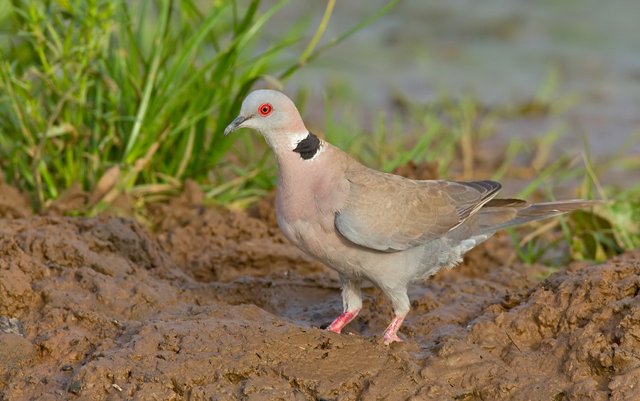 African mourning dove / Treurtortel