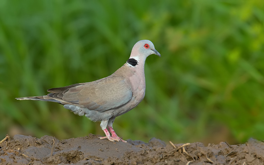 African mourning dove / Treurtortel