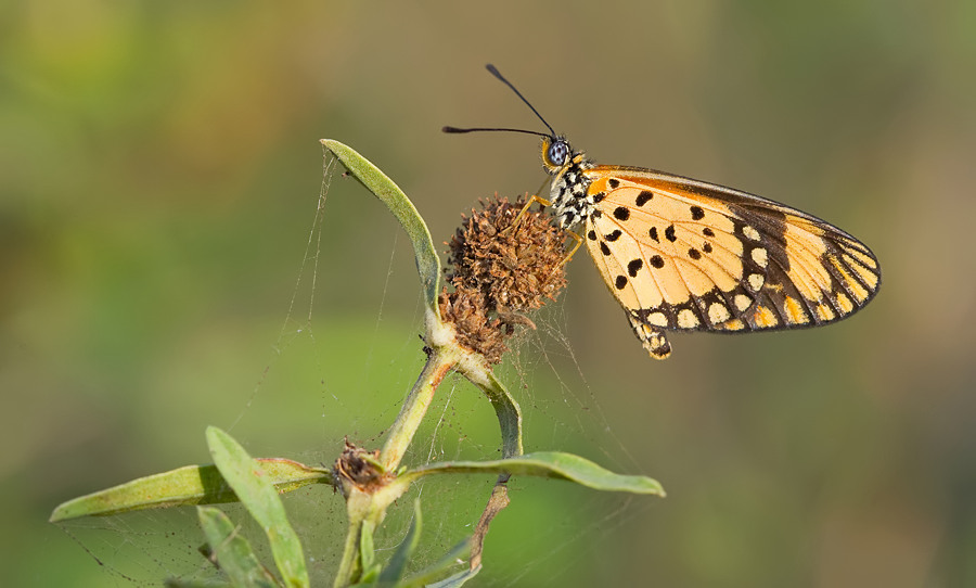 Dancing Acraea / Acraea serena