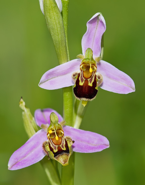 Bee Orchid / Bijenorchis