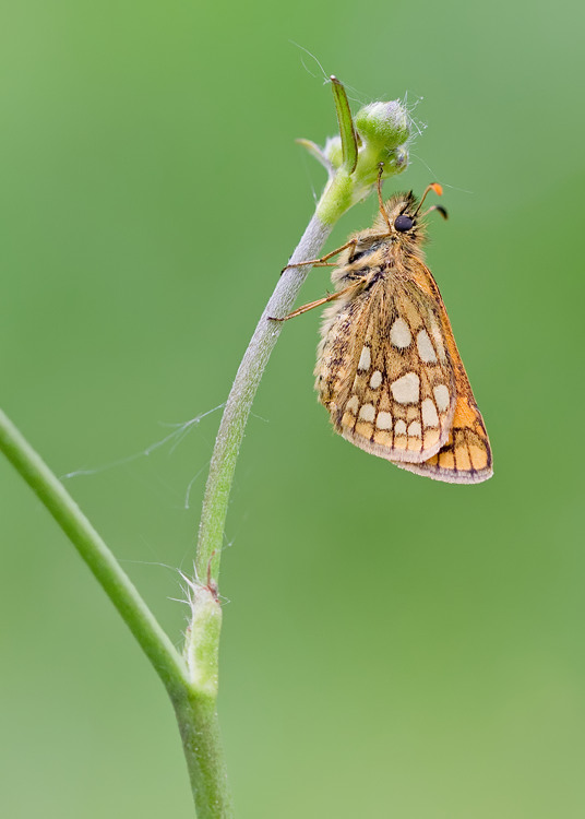 Chequered Skipper / Bont Dikkopje